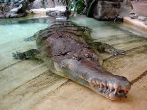 Gavial-da-Malásia Gavial-da-Malásia