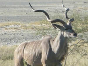 Grande Kudu