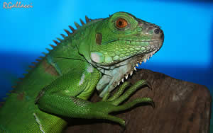 Iguana Verde