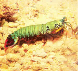 Tamarutaca Tamarutaca