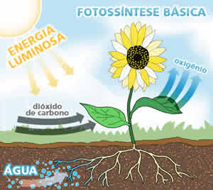 fotossintese-1 Processo