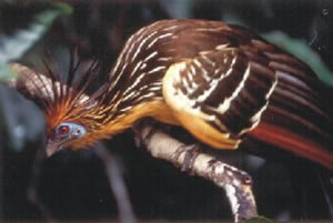 Jacu Cigano Animal