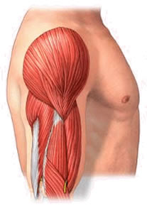 musculo-1 Liso