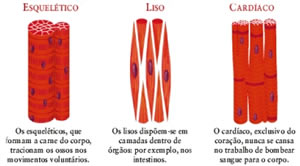 musculo-3 Tecido Muscular