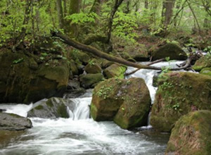 Desenvolvimento e Biodiversidade Sustentabilidade e Conservação