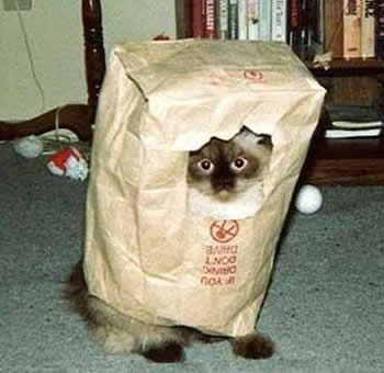 Gatinho Feio Gatinho Feio
