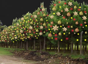 Natal Ecológico Árvore