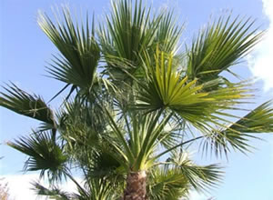 Palmeira Palmeira