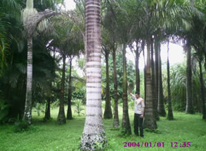 Palmeira Imperial