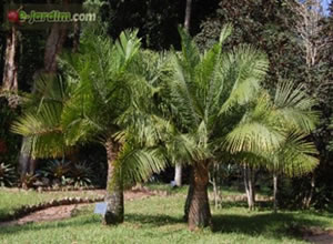 Palmeira Ornamental