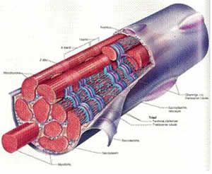 tecido-1 Muscular