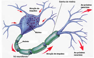 O que e anatomia e fisiologia humana