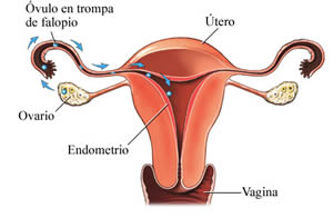 Mestruação