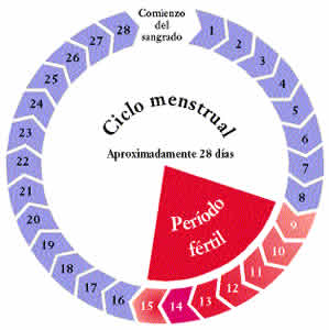 virgindade-3 Ciclo