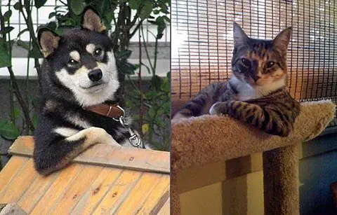 Cachorro e Gato Cachorro e Gato