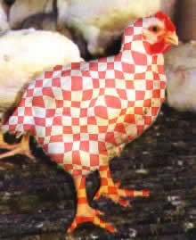 Frango Xadrez