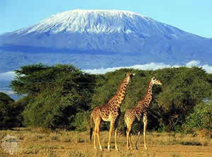 kilimanjaro-3