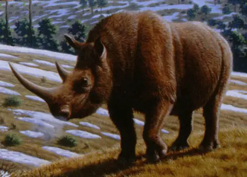 Animal
