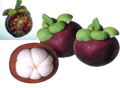 Mangostão