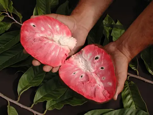 Atemoya