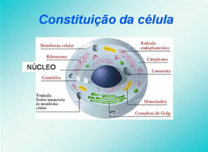Membrana Plasmática