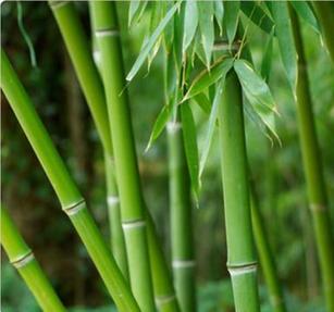 Bambu