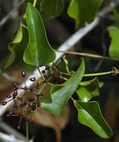 Salsaparrilha Salsaparrilha