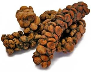 O Incrível Café Kopi Luwak O Incrível Café Kopi Luwak