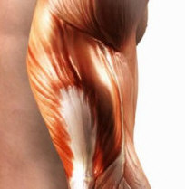 Musculos