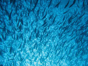 Engenharia de Aquicultura Engenharia de Aquicultura