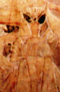 cabelo-de-anjo-3