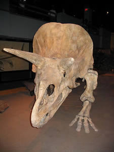 ticeratops-2