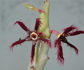 Caralluma Caralluma