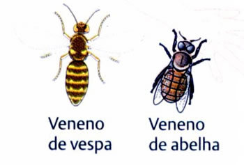 Verão Verão