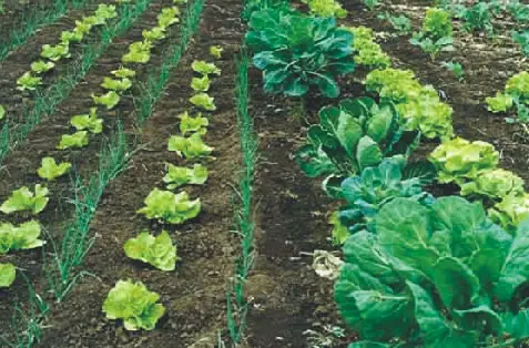 Agricultura Agroecologia