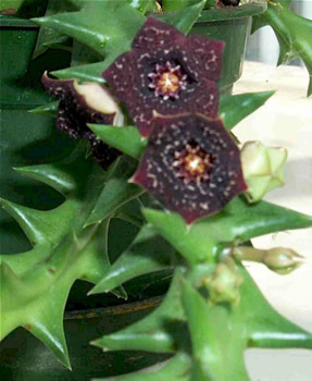 Caralluma Fimbriata Caralluma Fimbriata