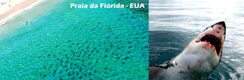 Tubarões na Florida Tubarões na Florida