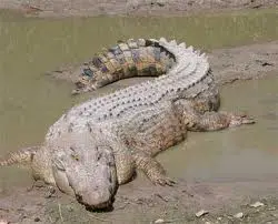 Crocodilo Gigante