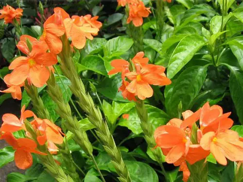 Crossandra