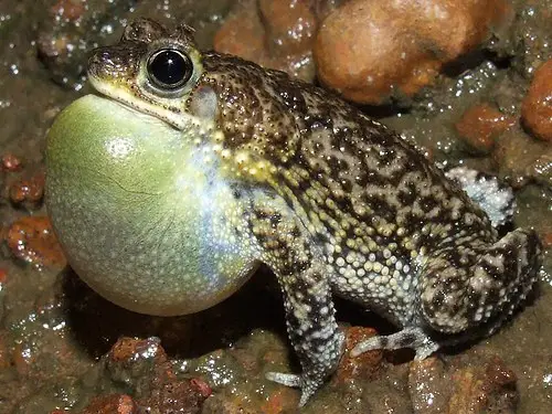 Anfibios Da Amazonia