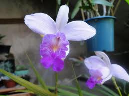 Arundina, a Orquídea Terrestre