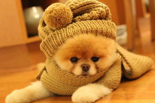 Cuidados Com Os Pets No Inverno