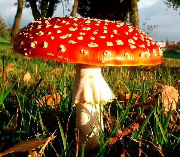 Cogumelo-Amanita-3.jpg