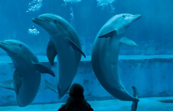 Golfinhos - Aquário de Gênova
