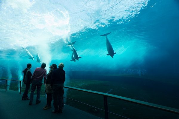 Turistas Apreciando o Aquário de Gênova