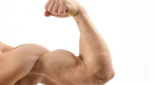 Bíceps Masculino