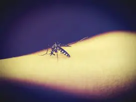 Mosquito da Dengue