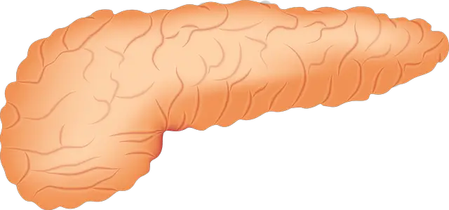 Órgão Pâncreas 