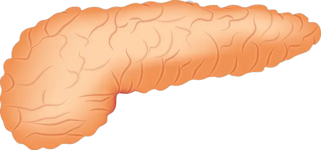 Órgão Pâncreas