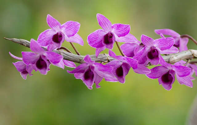 Orquídeas